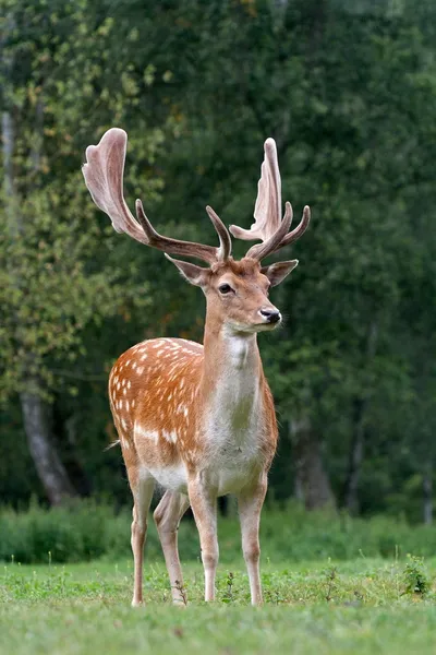 Fallow deer standing in the rain in Germany — Stock Photo, Image
