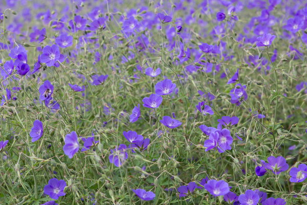 Медоу и Сонсбек в Арнхеме, Нидерланды

