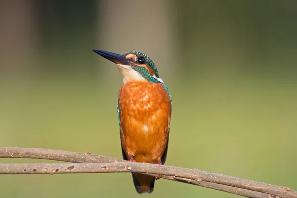 Kingfisher sitting on a branch, Netherlands — Stock Photo, Image