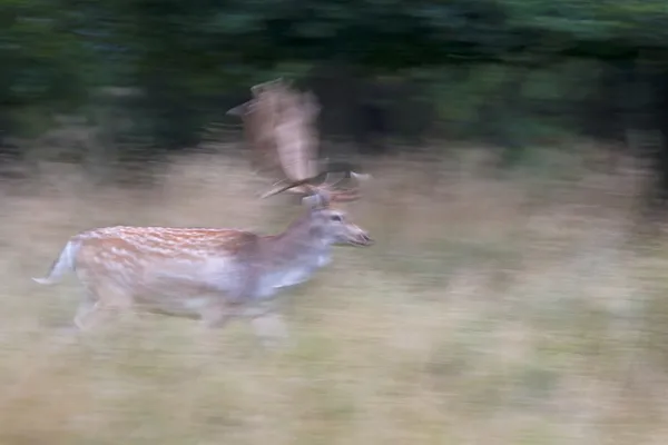 Běh jelenů v Dánsku — Stock fotografie