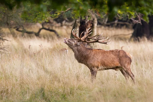 Dyrehaven, Denmark: September 27, 2012 - red deer rut in Denmark — Stock Photo, Image