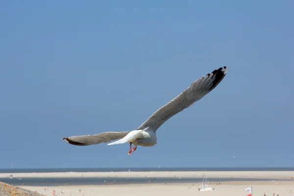 Måsen flyger iväg på borkum, Tyskland — Stockfoto