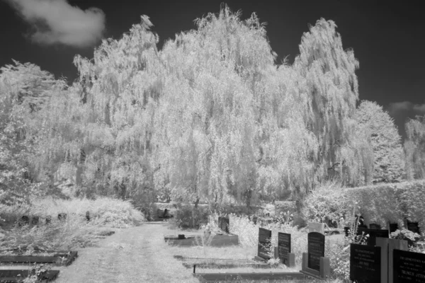 Hoogeveen, Hollandia-fekete-fehér infravörös fény temetőben — Stock Fotó