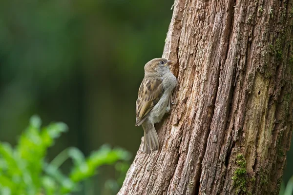 Young sparrow sitting on a tree trunk, Eng — Stock Photo, Image