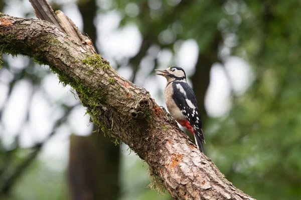 Grote bonte specht zitten in een boom, Nederland — Stockfoto