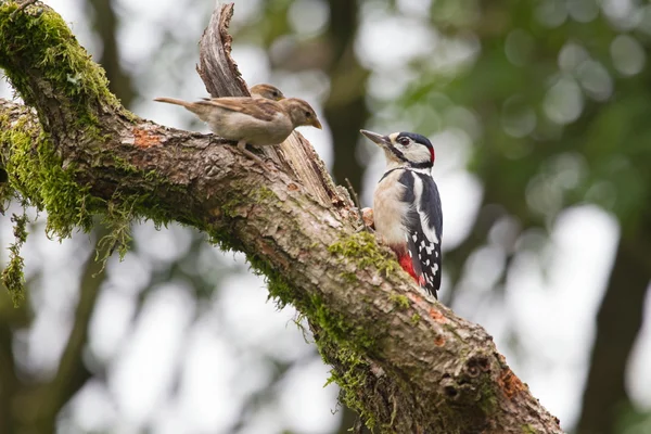 Great spotted woodpecker Stock Picture