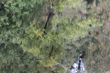 Hollanda 'daki De Hoge Veluwe Ulusal Parkı' ndaki sudaki ağaç yansımaları