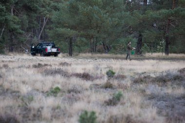 De Hoge Veluwe Ulusal Parkı - 30 Eylül 2021: Forster, Hollanda 'daki De Hoge Veluwe Ulusal Parkı' nda geyik yakalamak için elma besler.