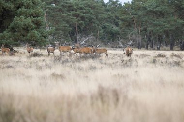 De Hoge Veluwe Ulusal Parkı - 30 Eylül 2021: De Hoge Veluwe Ulusal Parkı, Hollanda