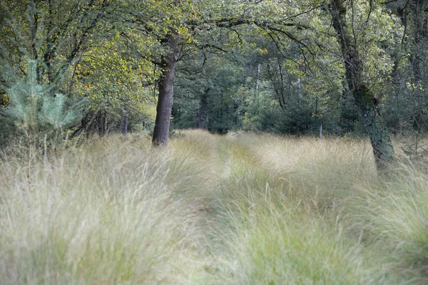 荷兰De Hoge Veluwe国家公园的草地大街 — 图库照片