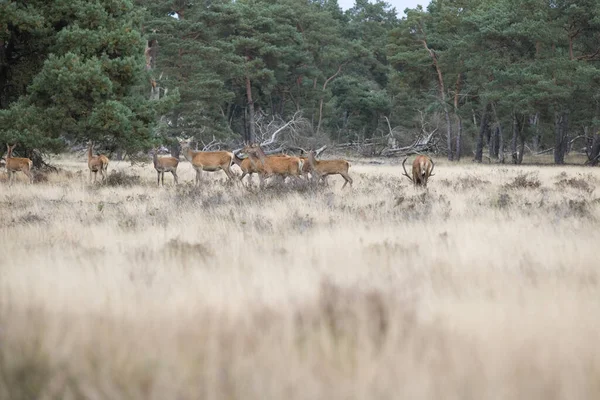 Hoge Veluwe National Park September 2021 Hinds Deer Hoge Veluwe — Stock Photo, Image