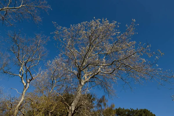 Silver Poplars Schiermonnikoog Netherland — Stock Photo, Image