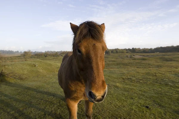 Hilly Landscape Horse Schiermonnikoog Ολλανδία — Φωτογραφία Αρχείου
