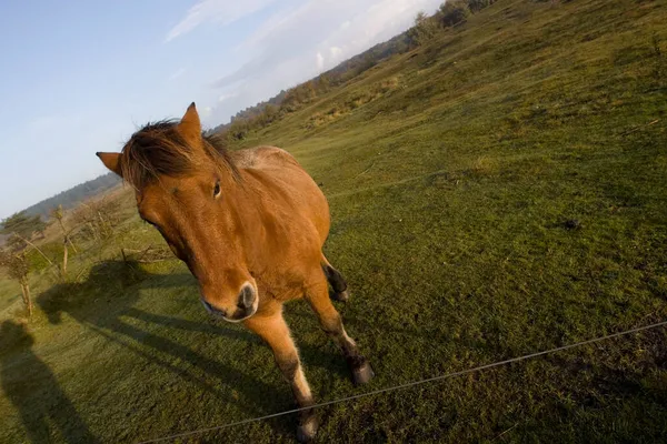 Schiermonnikoog Niederlande Oktober 2021 Hügelige Landschaft Mit Pferd Auf Schiermonnikoog — Stockfoto