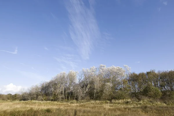 Silver Poplars Kobbeduinen Schiermonnikoog Netherland — Stock Photo, Image