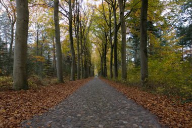 Boswachterij Ruinen- 10 Kasım 2021: Hollanda, Boswachterij Ruinen 'de sonbahar ağaçları ve kaldırım taşı yolunun çifte çekimi