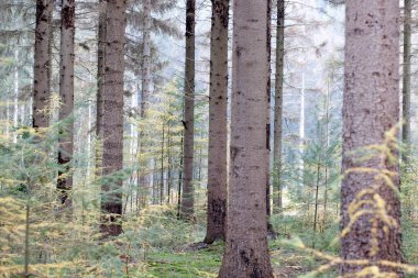 Boswachterij Ruinen 'deki kozalaklı ormanda arka planda kara ağaçkakan, Hollanda