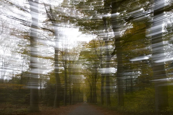 オランダのBoswachterij Ruinenの秋の木の創造的な写真 — ストック写真