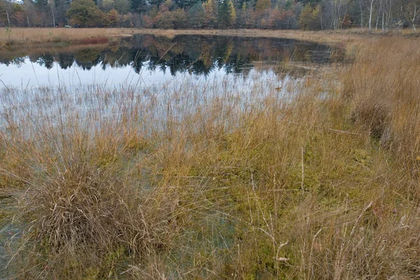 Basen Torfowy Jesiennymi Drzewami Boswachterij Ruinen Holandia — Zdjęcie stockowe