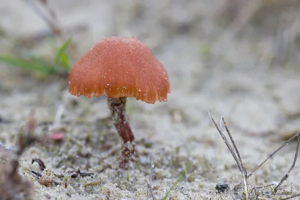 Schuppenpilz Niederländischen Dwingelderveld — Stockfoto