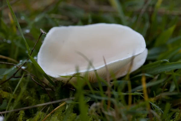 Clitopilus Prunulus Dwingelderveld Netherlands — стокове фото