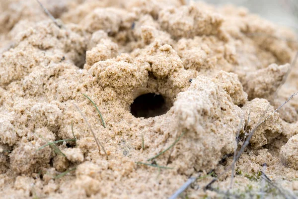Hole Dug Sand Dwingelderveld Netherland — Stock Photo, Image
