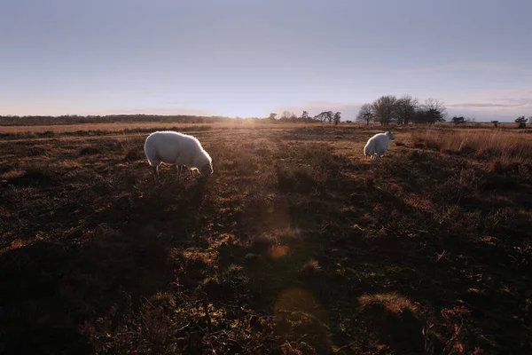 Pôr Sol Dwingelderveld Países Baixos — Fotografia de Stock