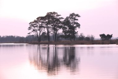Hollanda, Dwingelderveld 'de İskoç çamlarıyla turba havuzu