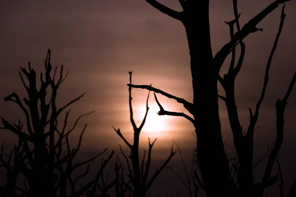 Мертвые Деревья Болоте Двингельдервелде Нидерланды Стоковое Фото