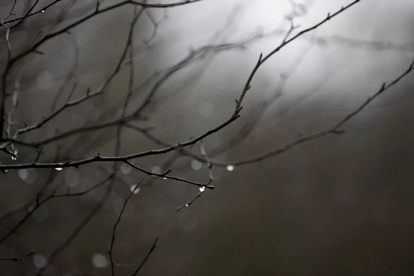 Water Drops Branches Vossenberg Estate Netherland — Stock Photo, Image