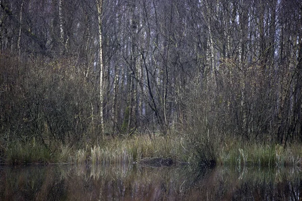 Basen Leśny Osiedlu Vossenberg Holandia — Zdjęcie stockowe