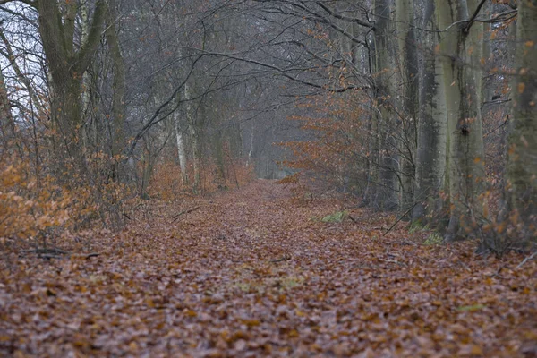 Baumallee Auf Gut Vossenberg Niederlande — Stockfoto