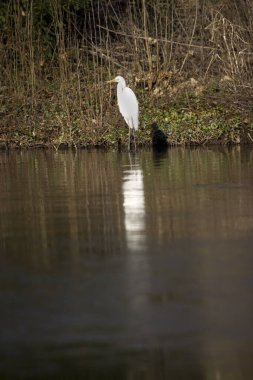 Hollanda 'nın Hoogeveen şehrindeki gölette büyük bir balıkçıl.