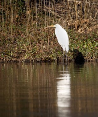 Hollanda 'nın Hoogeveen şehrindeki gölette büyük bir balıkçıl.