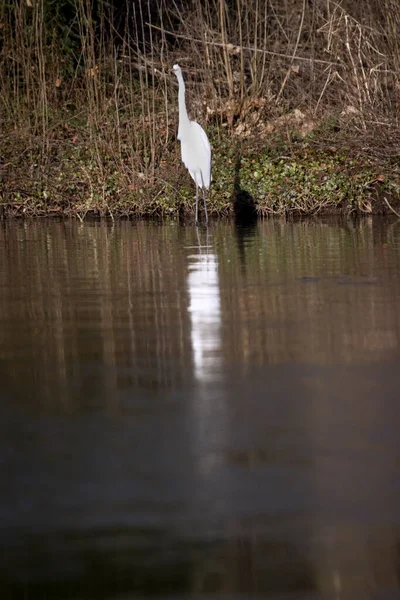 Great Egret Pond Built Area Hoogeveen Netherland — Stockfoto