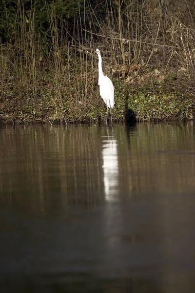 Great Egret Pond Built Area Hoogeveen Netherland — Stockfoto