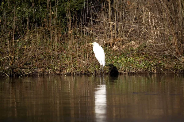 Hollanda 'nın Hoogeveen şehrindeki gölette büyük bir balıkçıl.