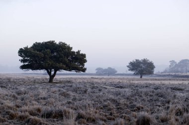 Heather and coniferous trees in winter in Dwingelderveld, Netherland