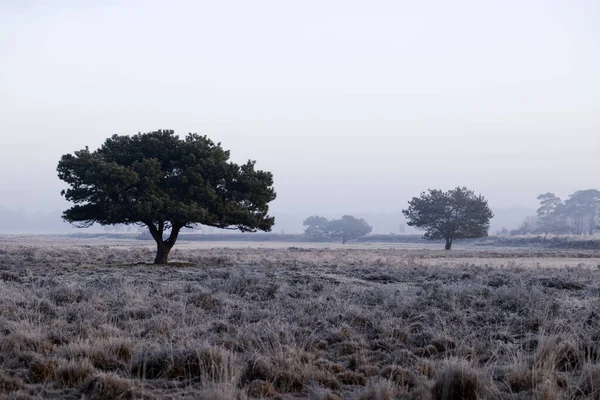 Heather Coniferous Trees Winter Dwingelderveld Netherland — Fotografia de Stock
