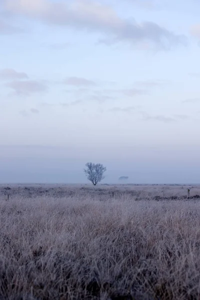 Grass Heather Backlight Winter Dwingelderveld Netherland — Zdjęcie stockowe