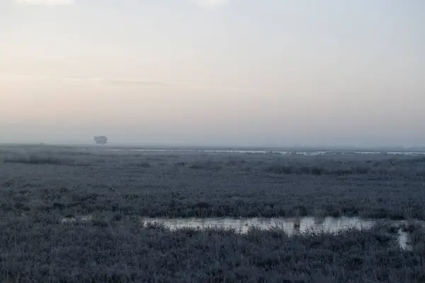 Puddle Heath Backlight Winter Dwingelderveld Netherland — Stockfoto