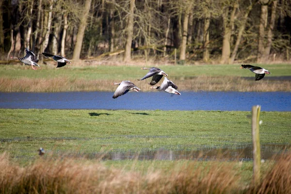 풀밭에 날아다니는 기러기 네덜란드의 — 스톡 사진