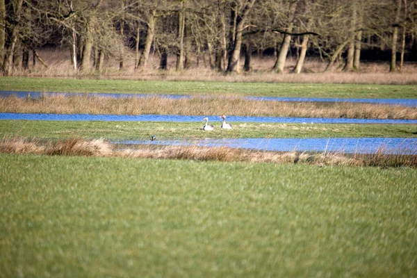 Hollanda Dwingelderveld Kazlarla Dolu Islak Çayır — Stok fotoğraf