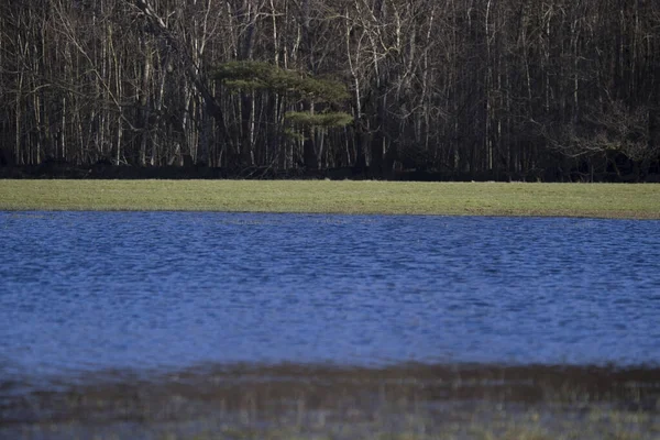 Nedves Legelő Dwingelderveld Ben Hollandiában — Stock Fotó