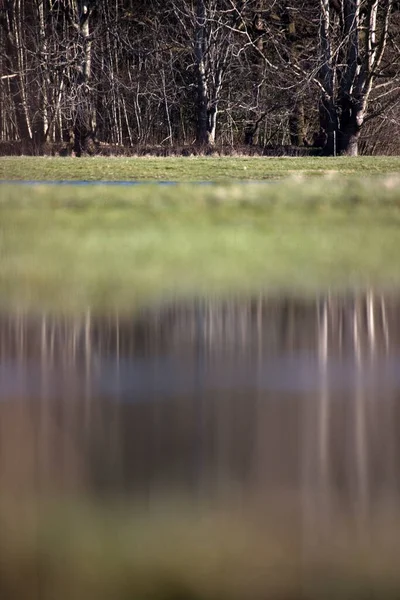 Wet Pasture Dwingelderveld Netherland — Stock Photo, Image