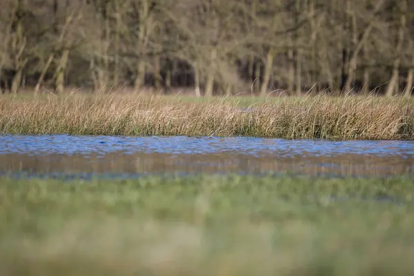 オランダのドインゲルフェルトにある湿った牧草地 — ストック写真