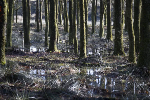 Foresta Umida Dwingelderveld Paesi Bassi — Foto Stock