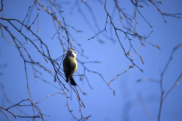 Blue Tit Tree Dwingelderveld Netherland — стокове фото