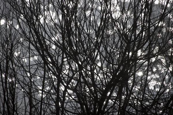 Branches Turfzwembad Dwingelderveld Nederland — Stockfoto