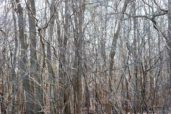 Duplo Tiro Troncos Árvores Folhas Boswachterij Ruinen Países Baixos — Fotografia de Stock